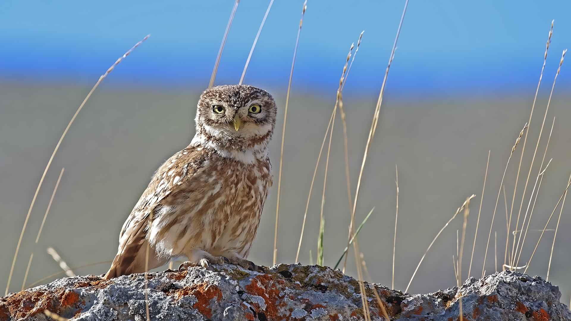 Little Owl
