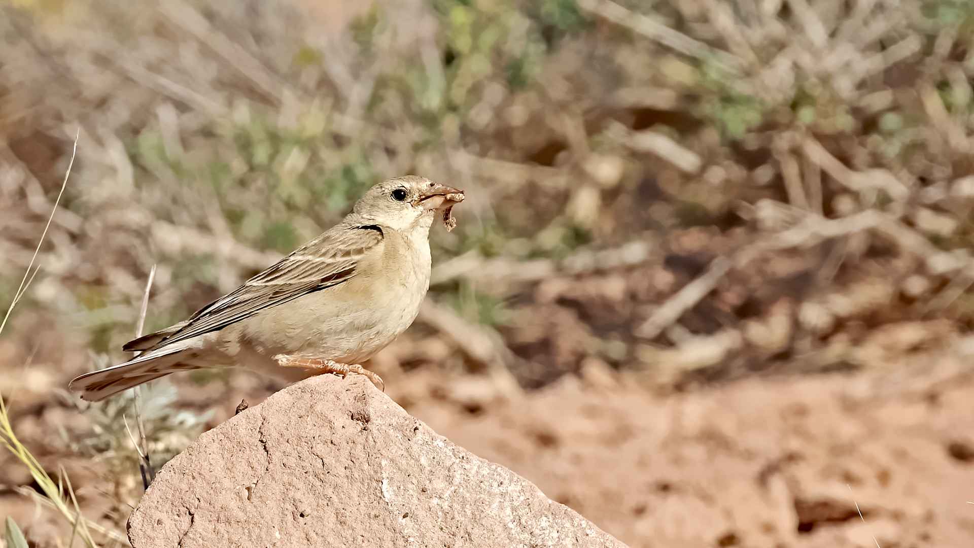 Pale Rockfinch