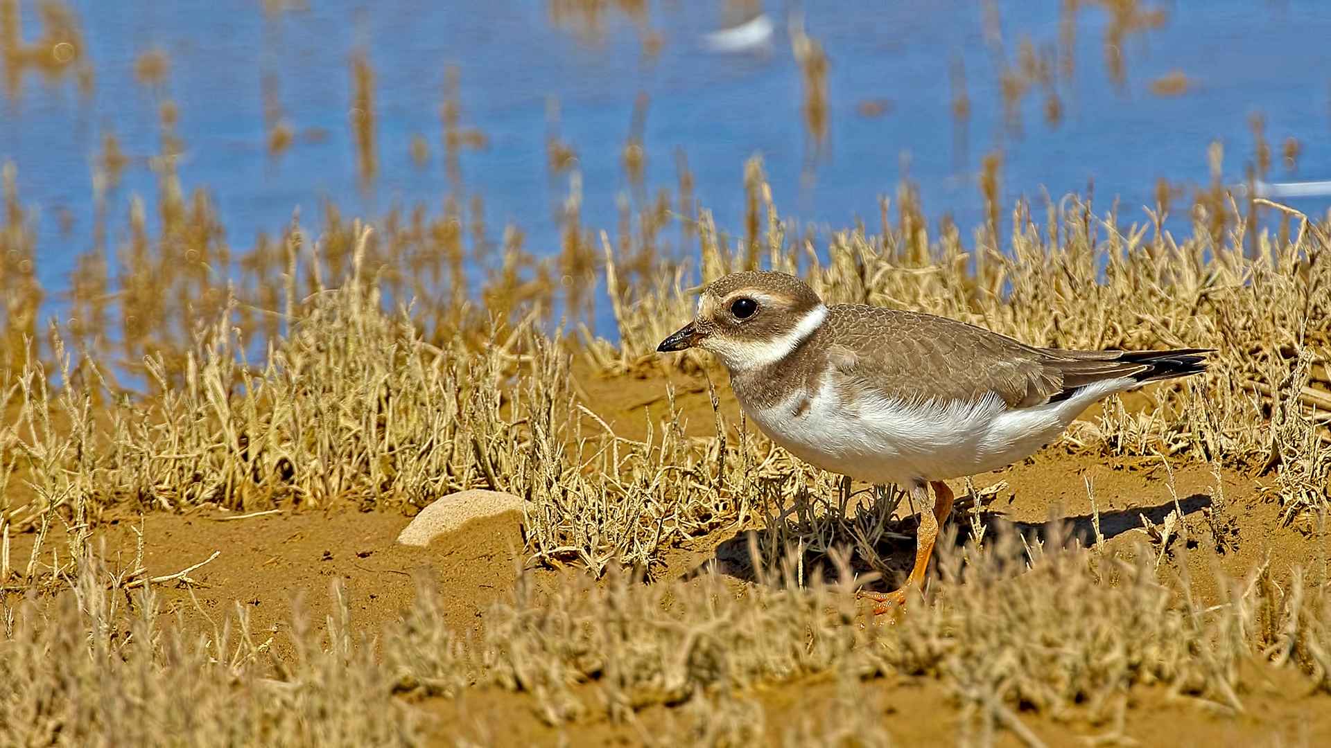 Common Ringed Plover