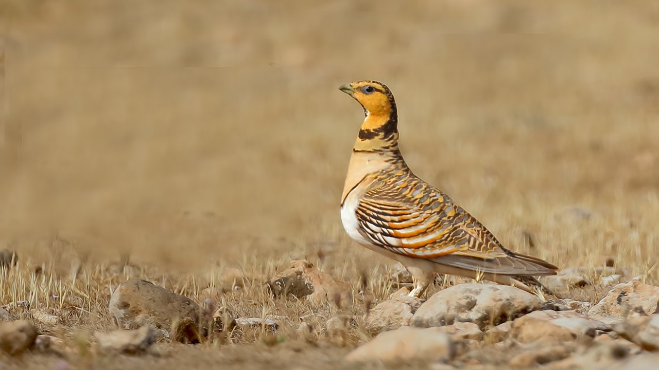Arazi fotoğrafı