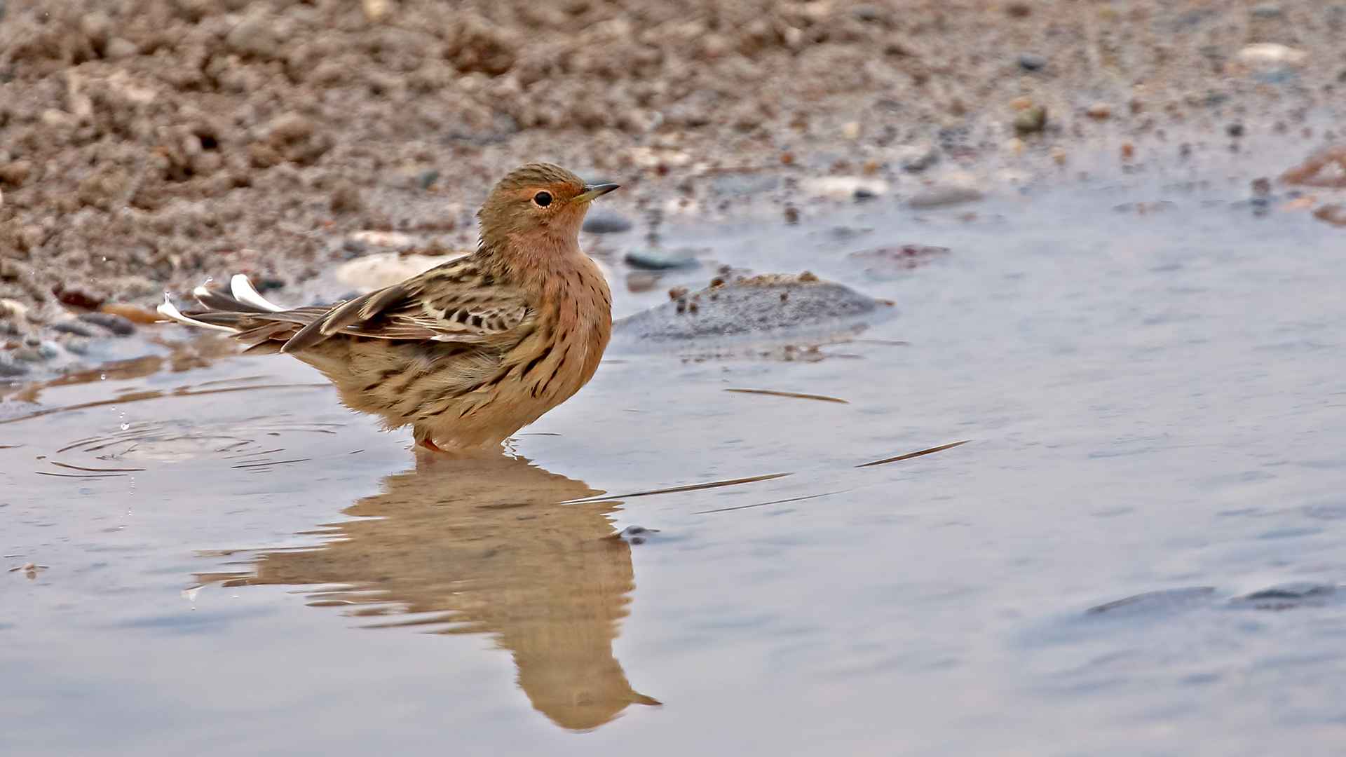Red-throated Pipit