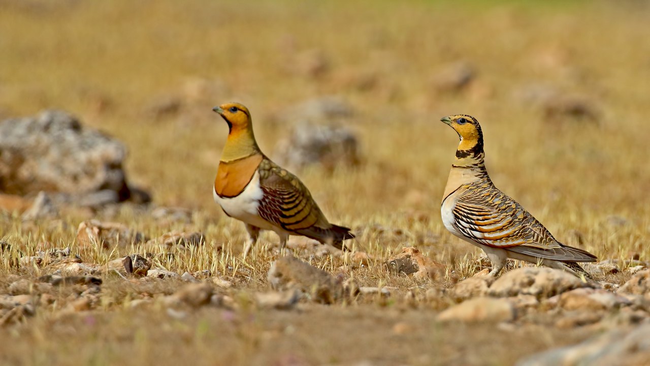 Arazi fotoğrafı