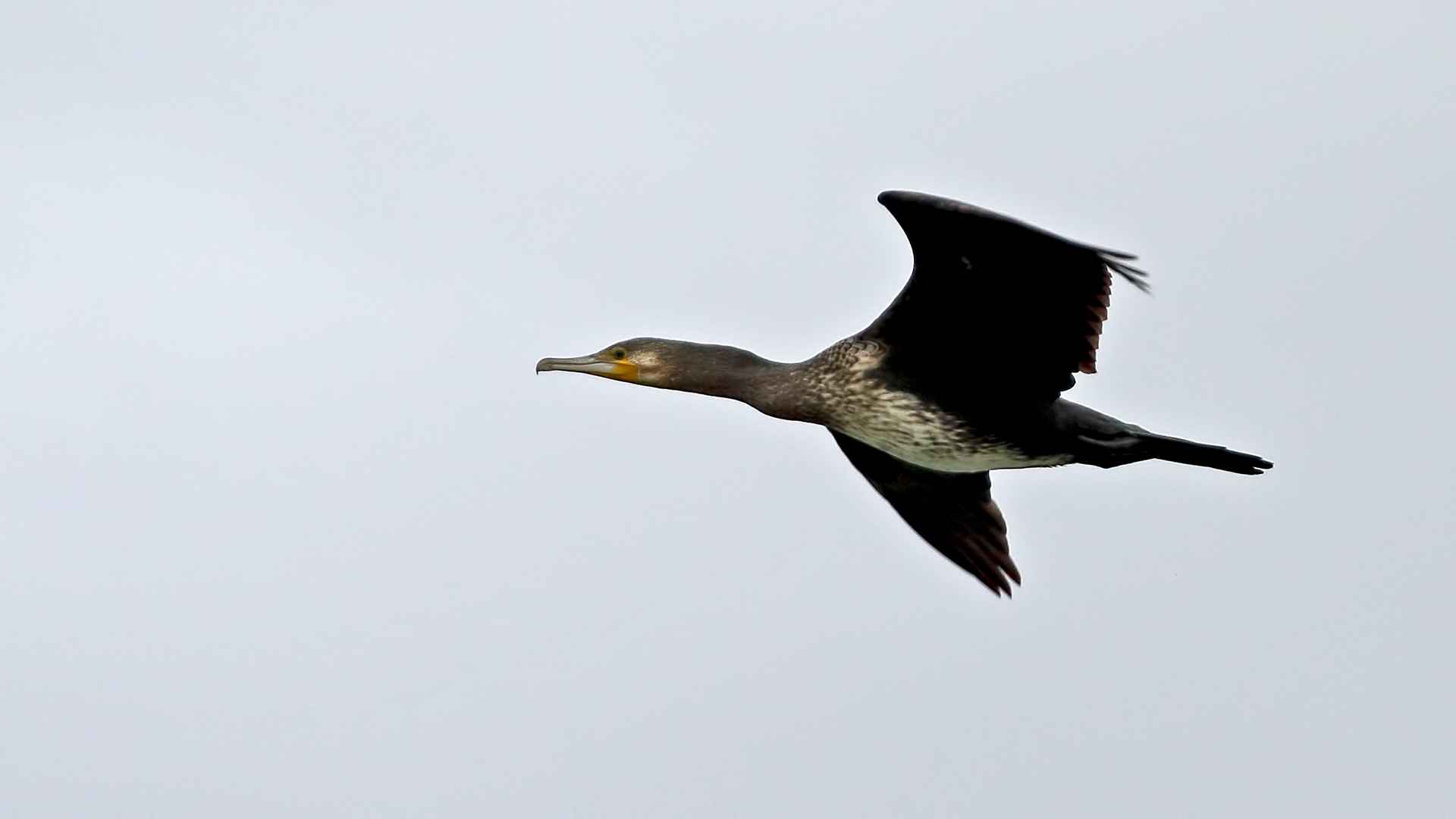 Great Cormorant