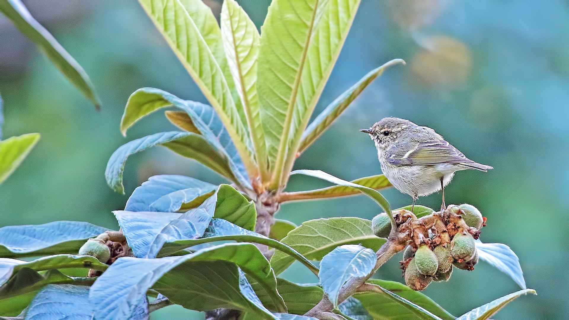 Hume's Warbler