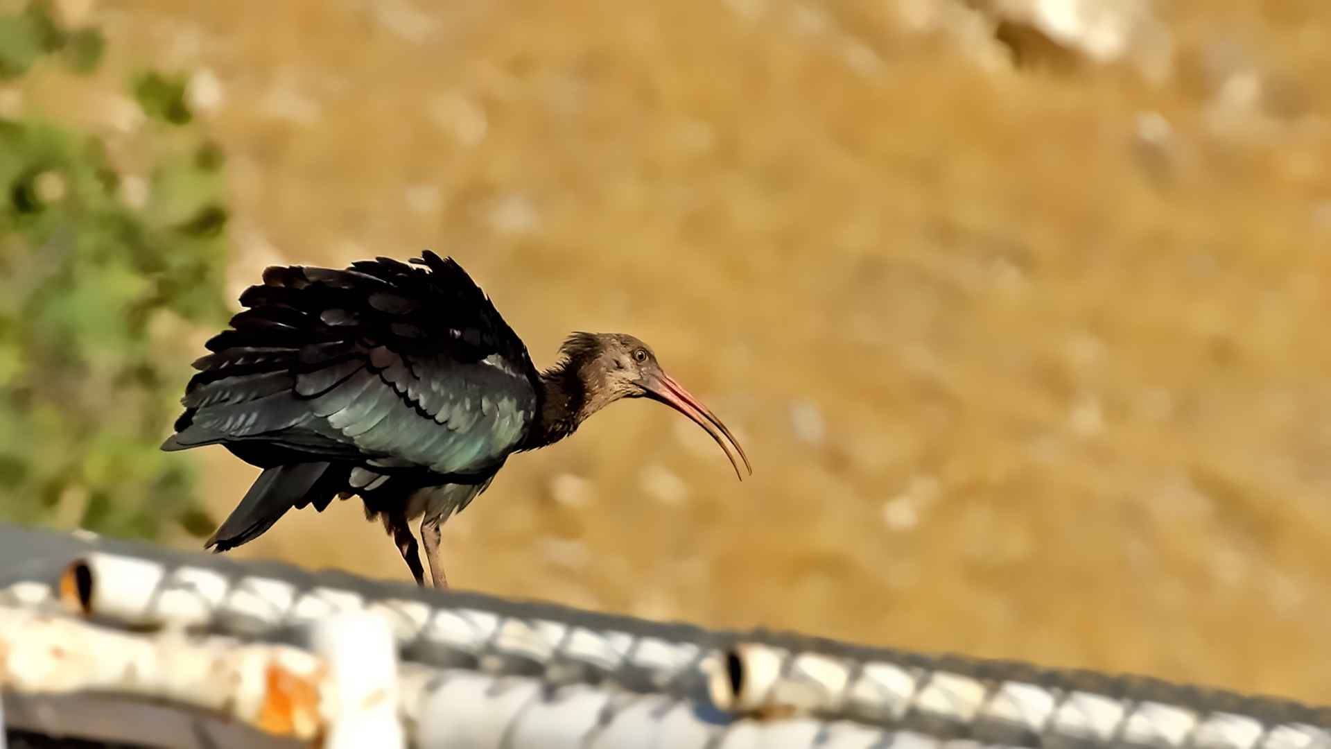 Kelaynak