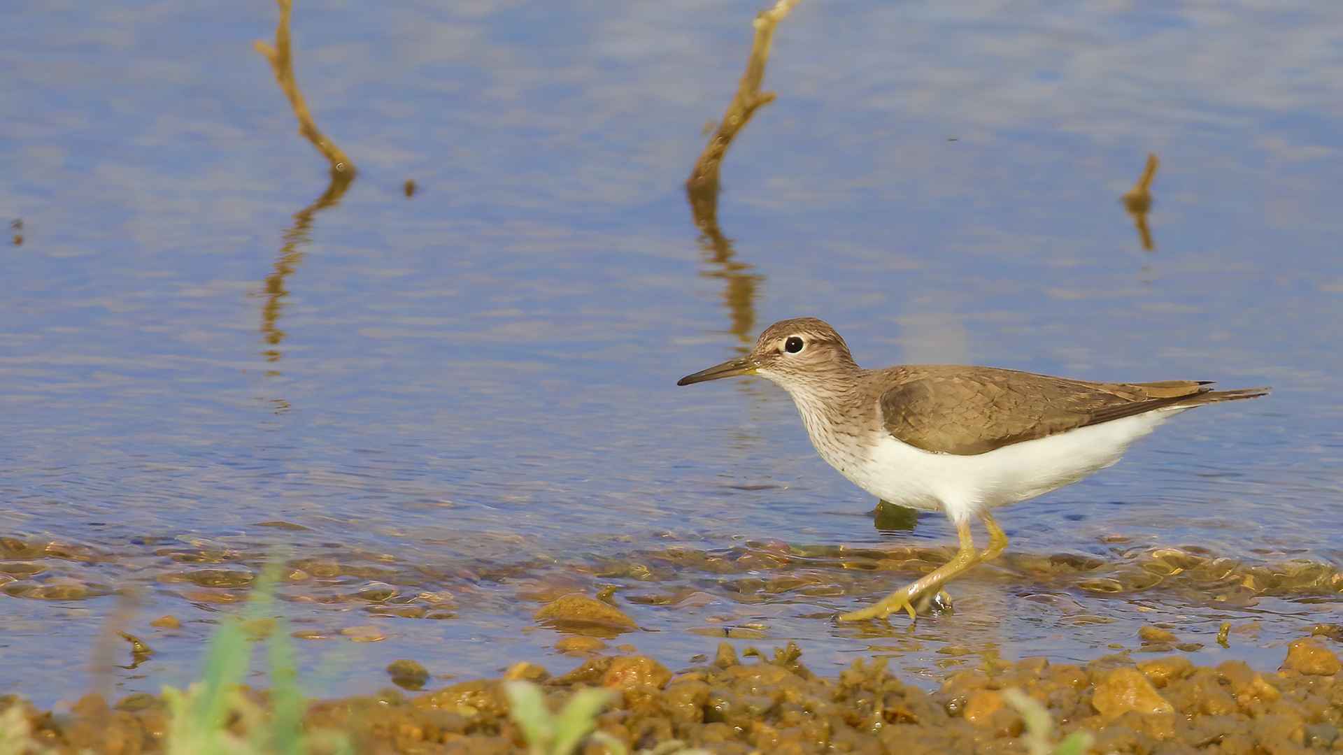 Common Sandpiper
