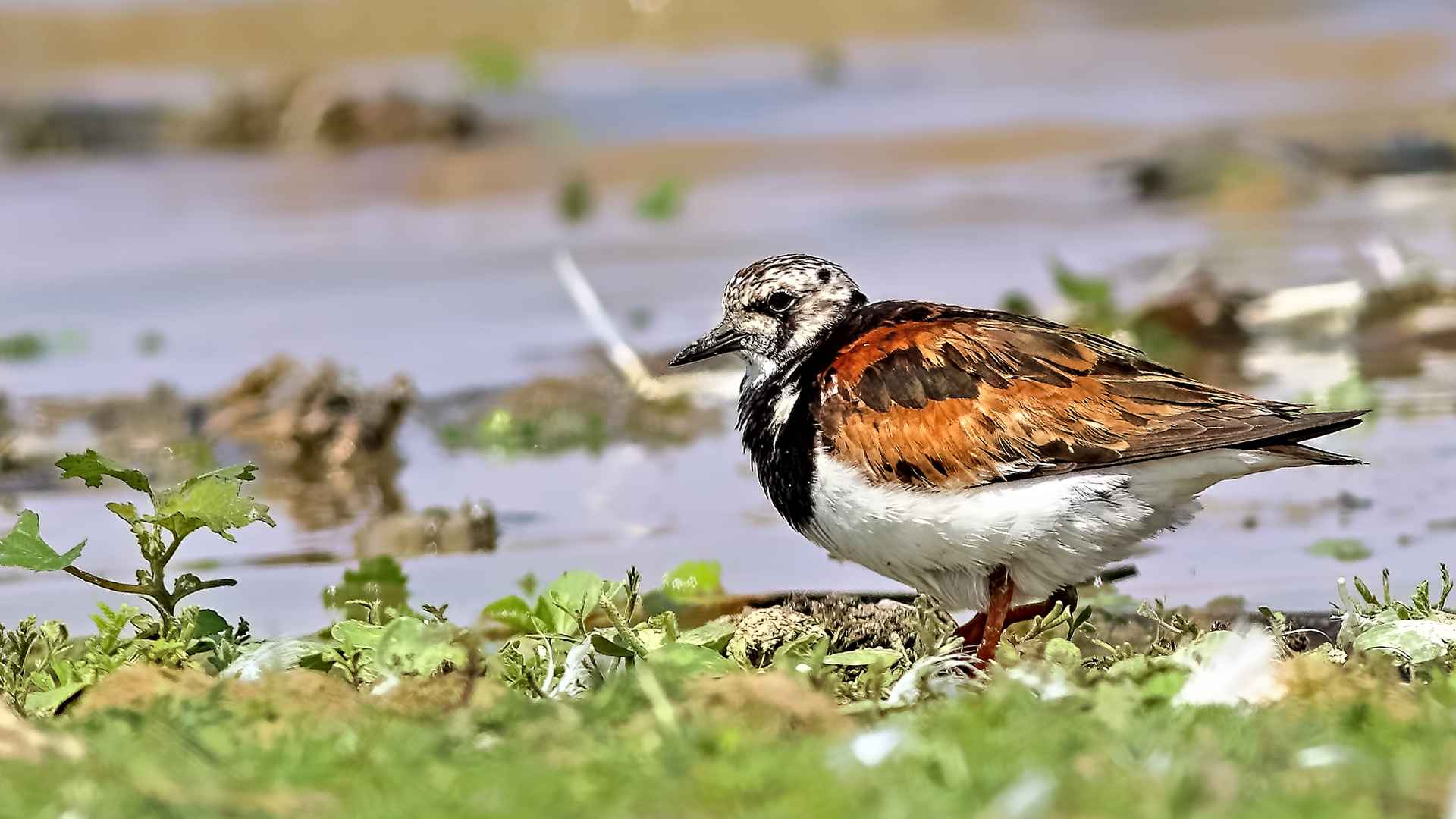 Ruddy Turnstone