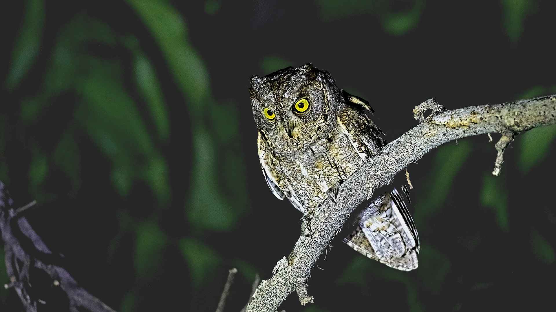 Eurasian Scops-Owl