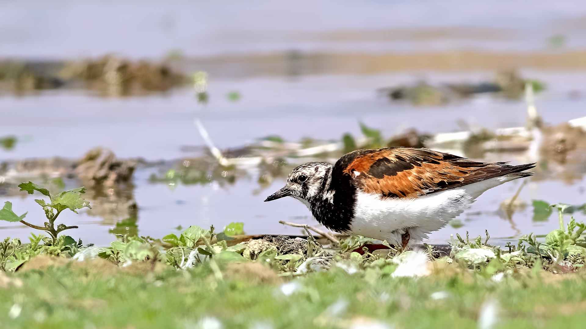 Ruddy Turnstone
