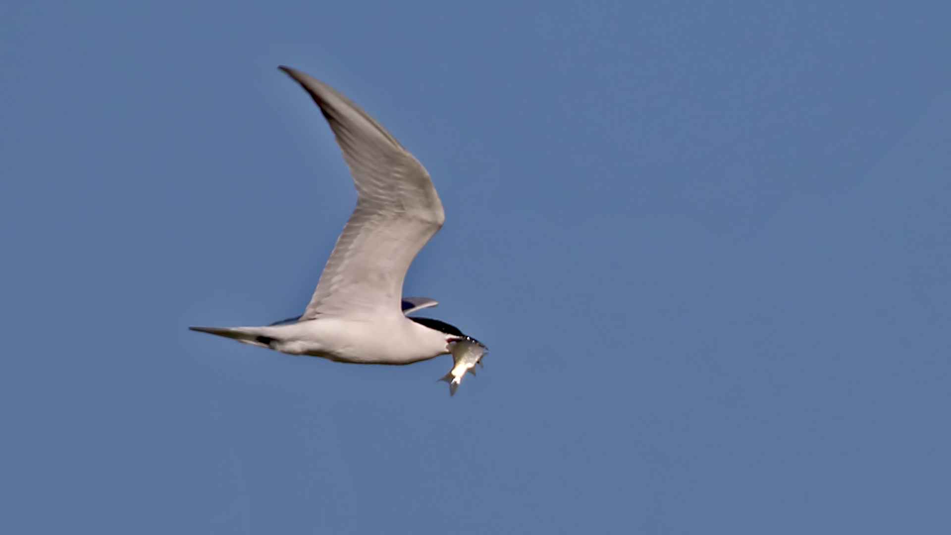 Gull-billed Tern