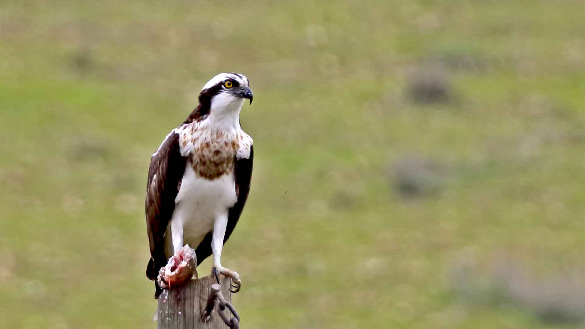 Balık kartalı