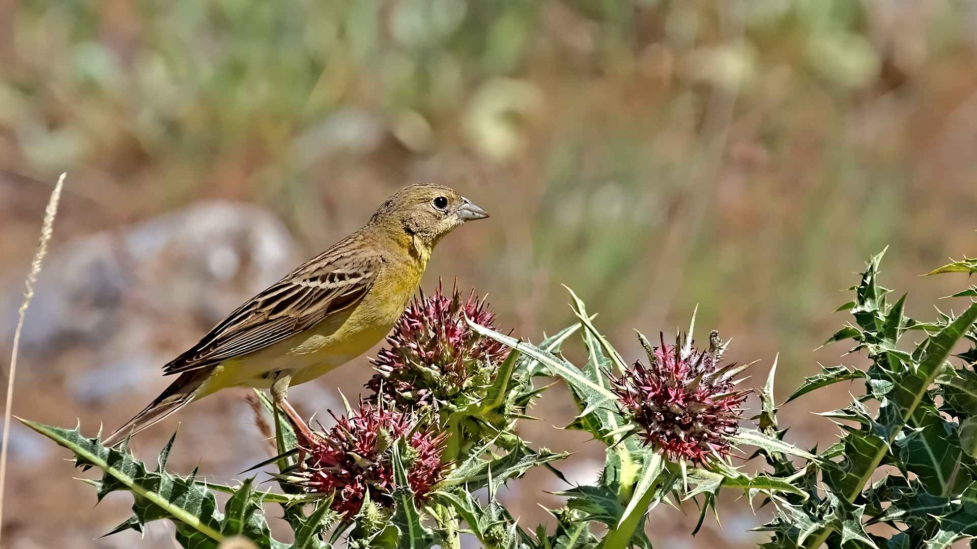 Black-headed Bunting