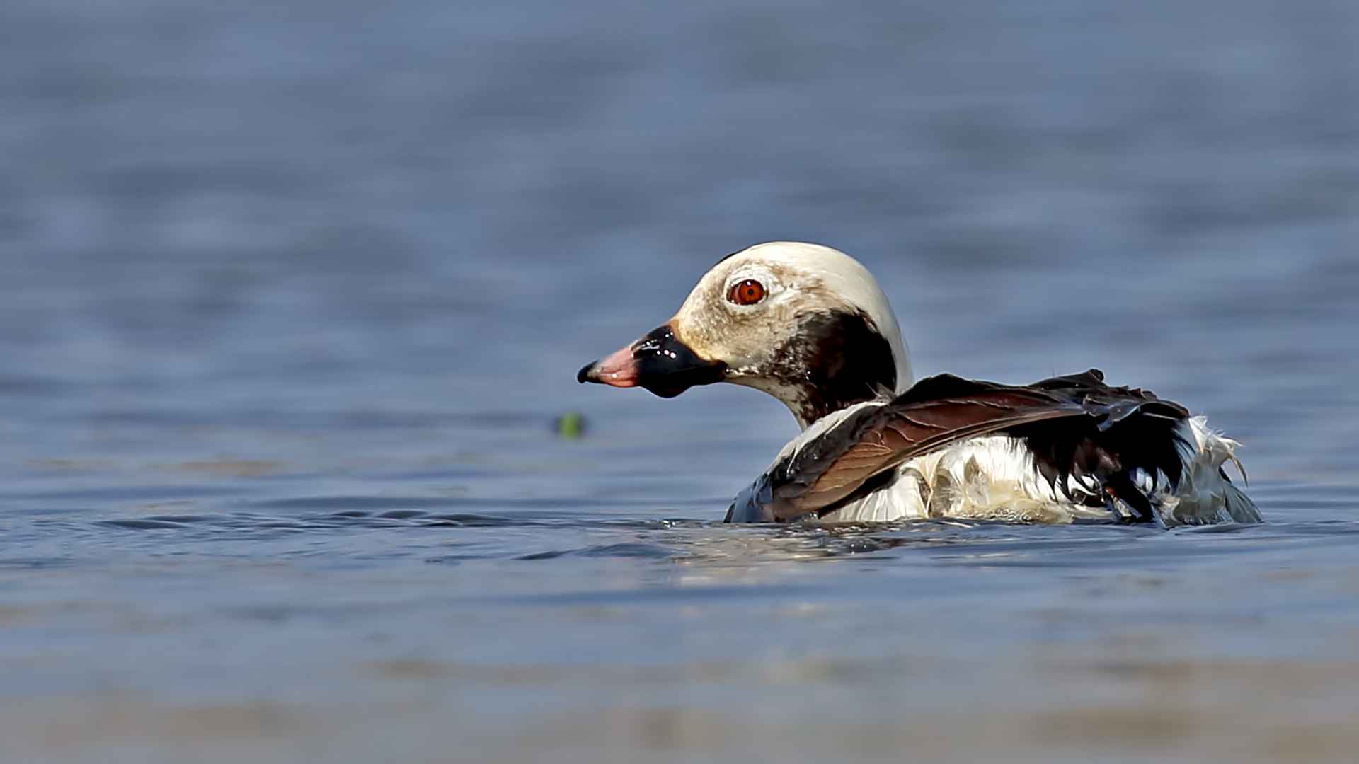 Long-tailed Duck