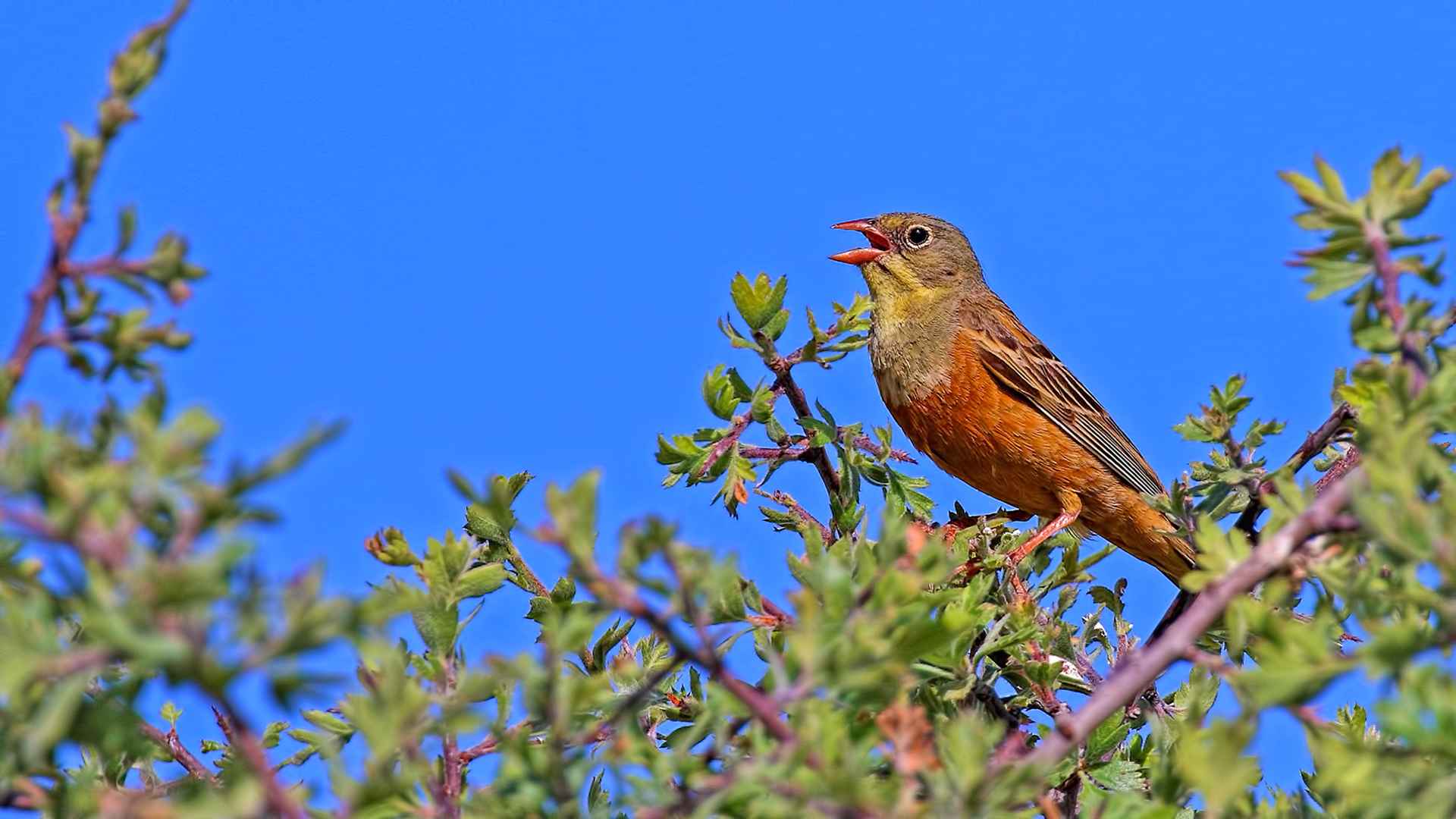 Ortolan Bunting
