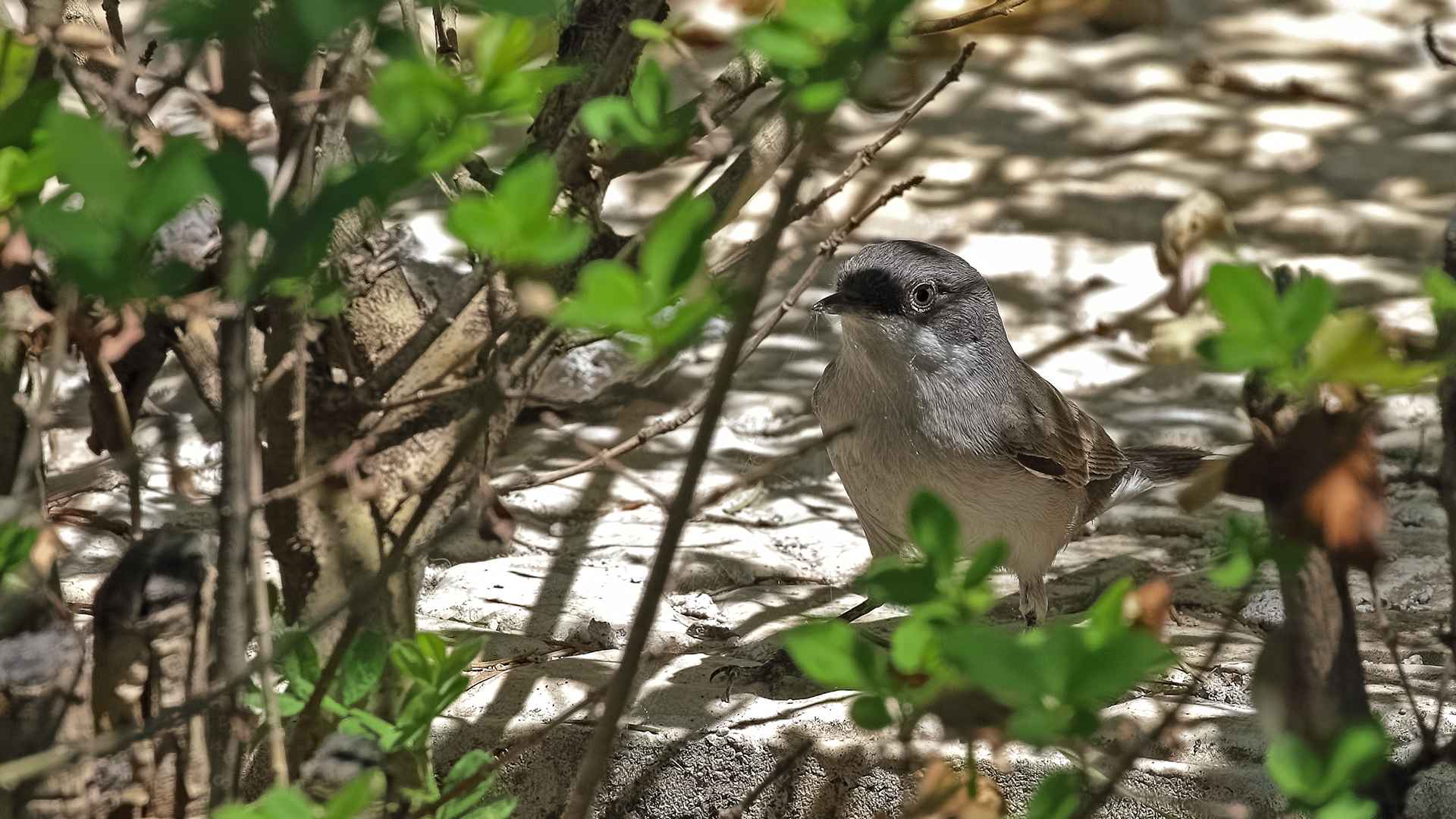 Lesser Whitethroat