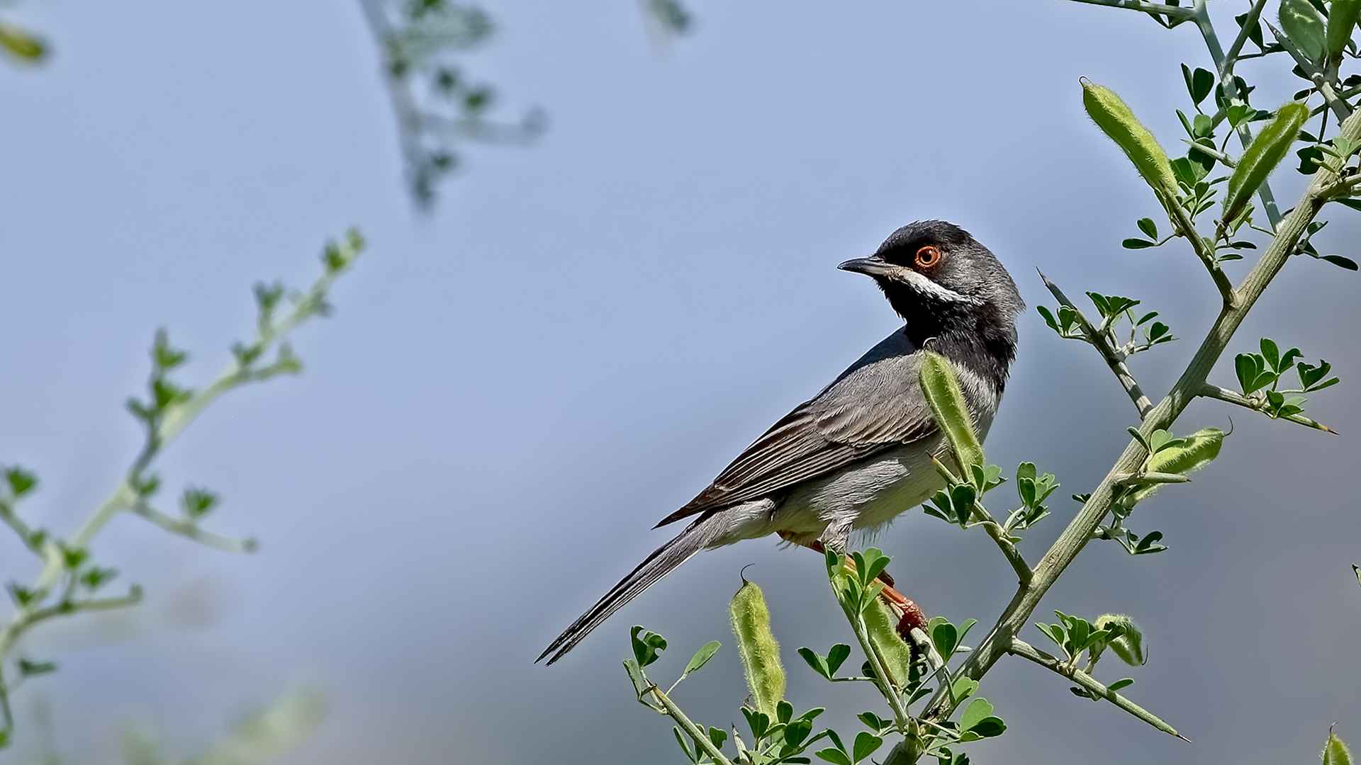 Rüppell's Warbler