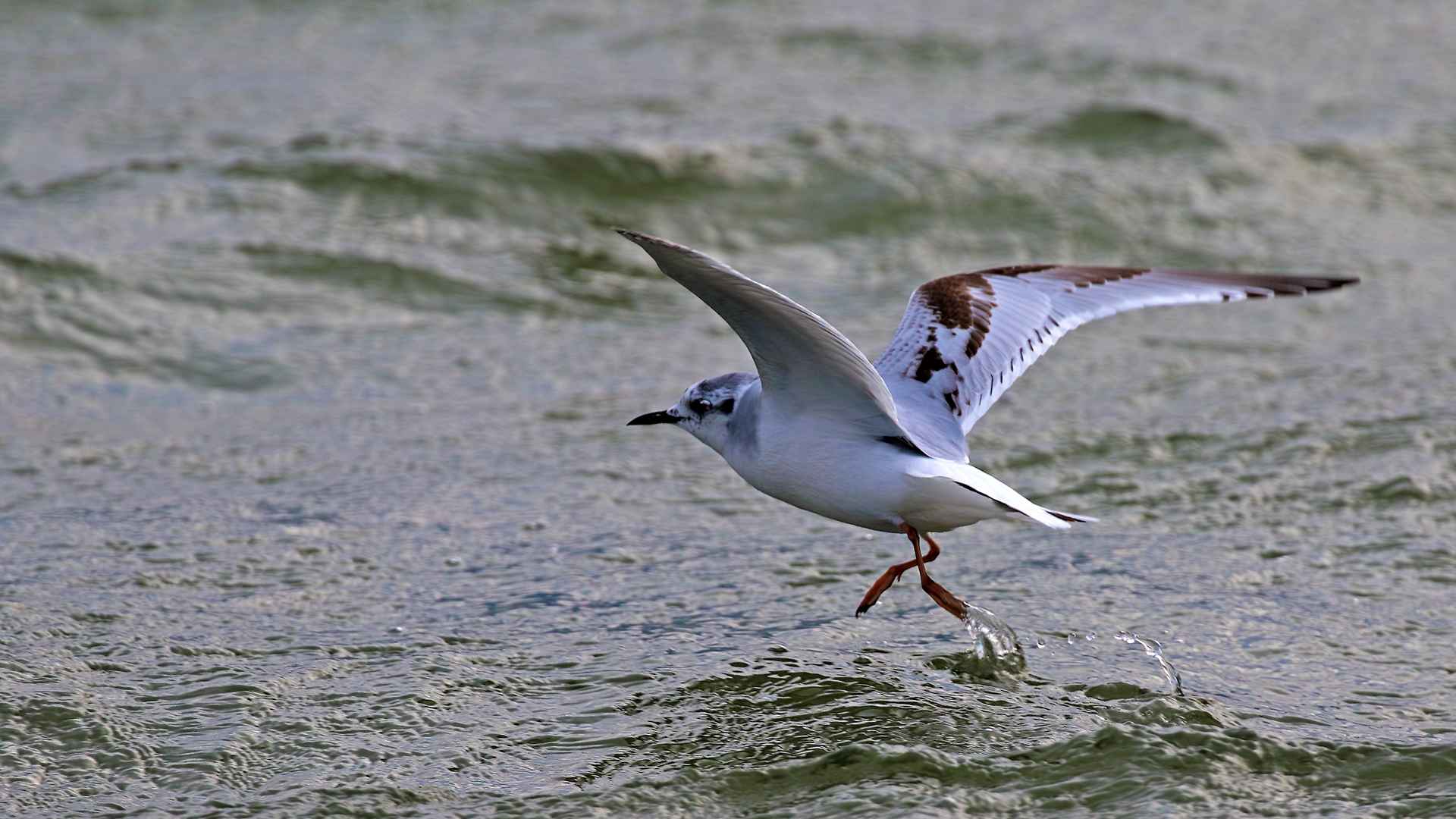 Küçük martı