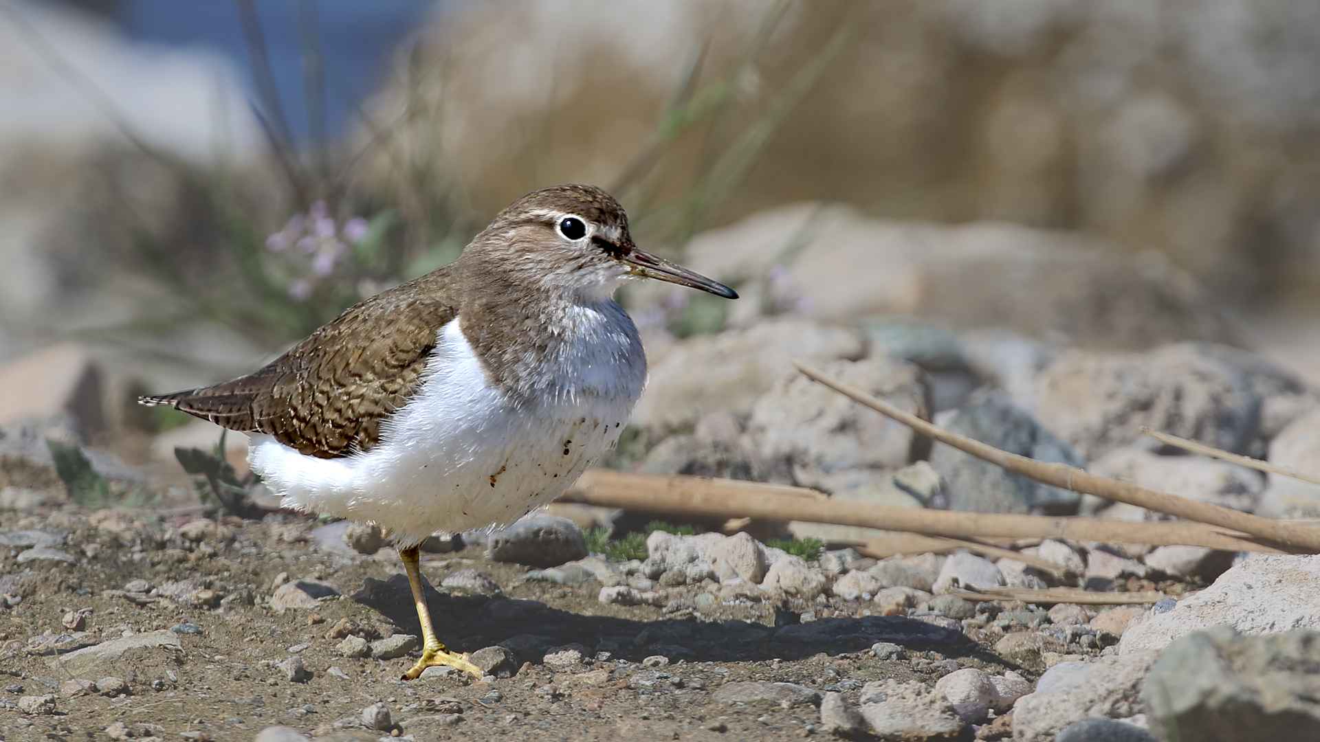 Common Sandpiper