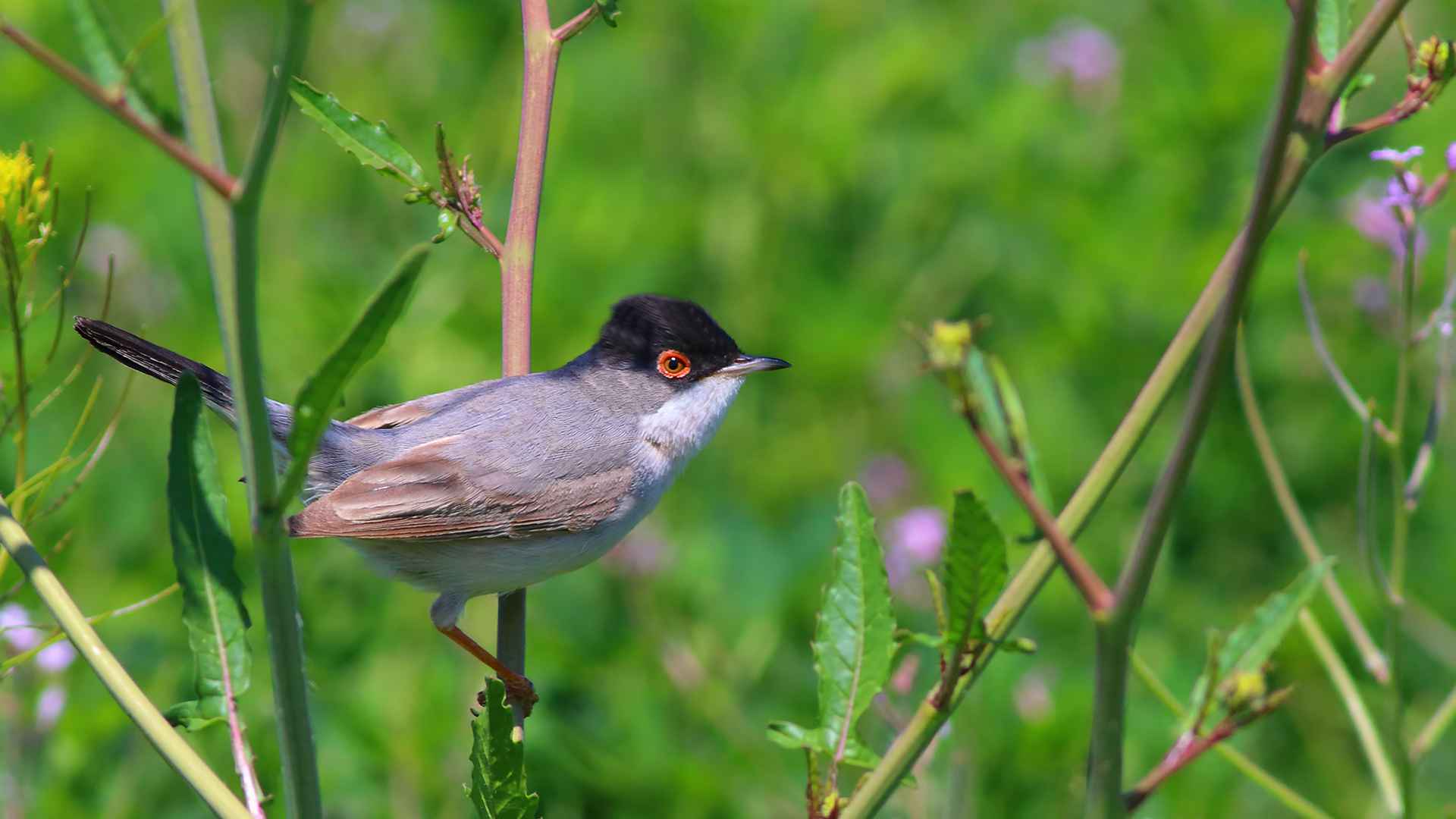 Menetries's Warbler