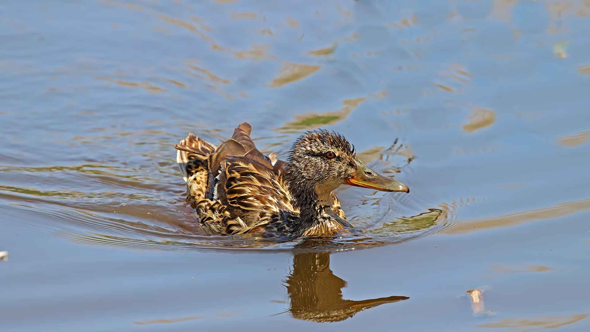 Mallard