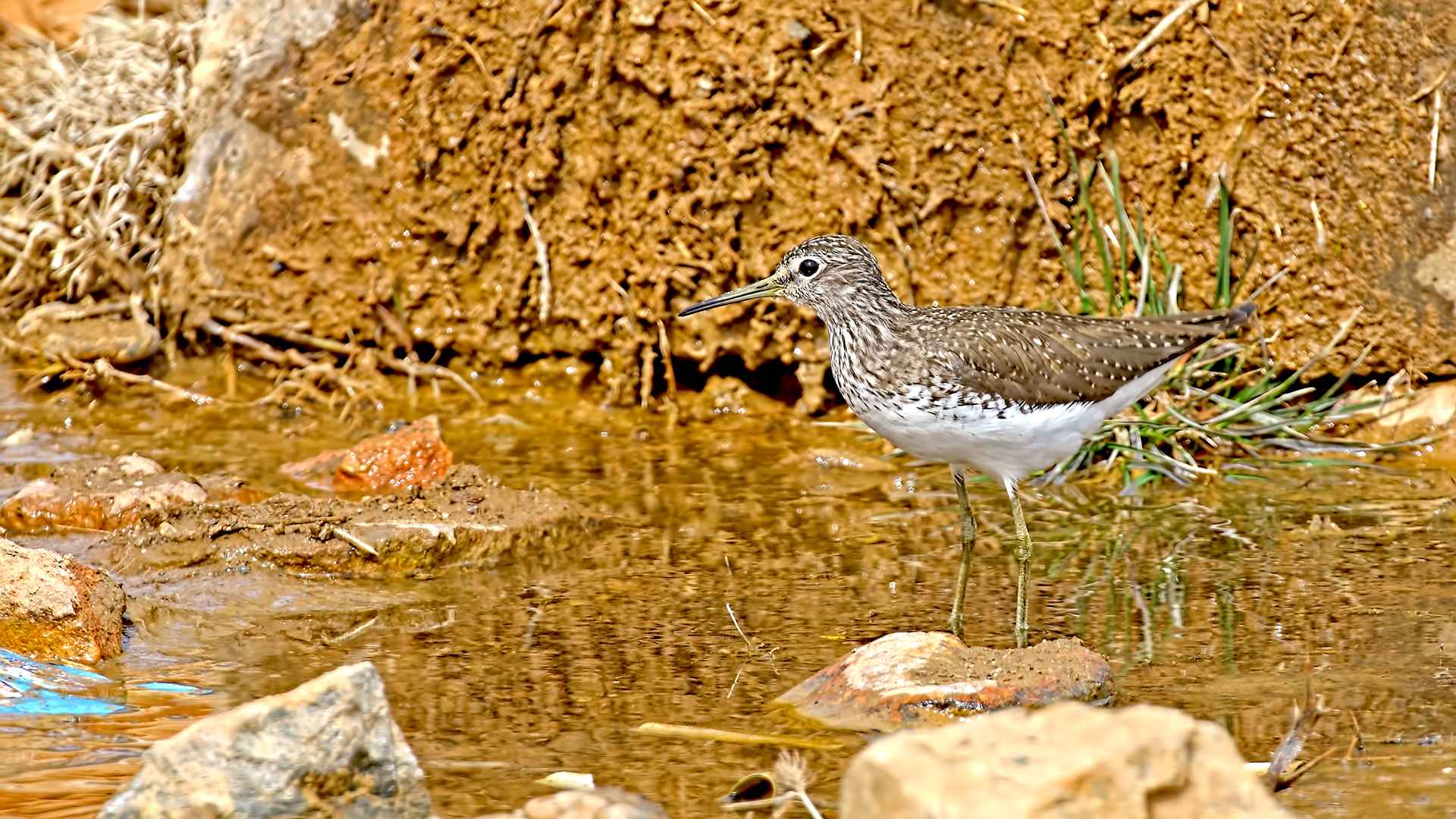 Wood Sandpiper