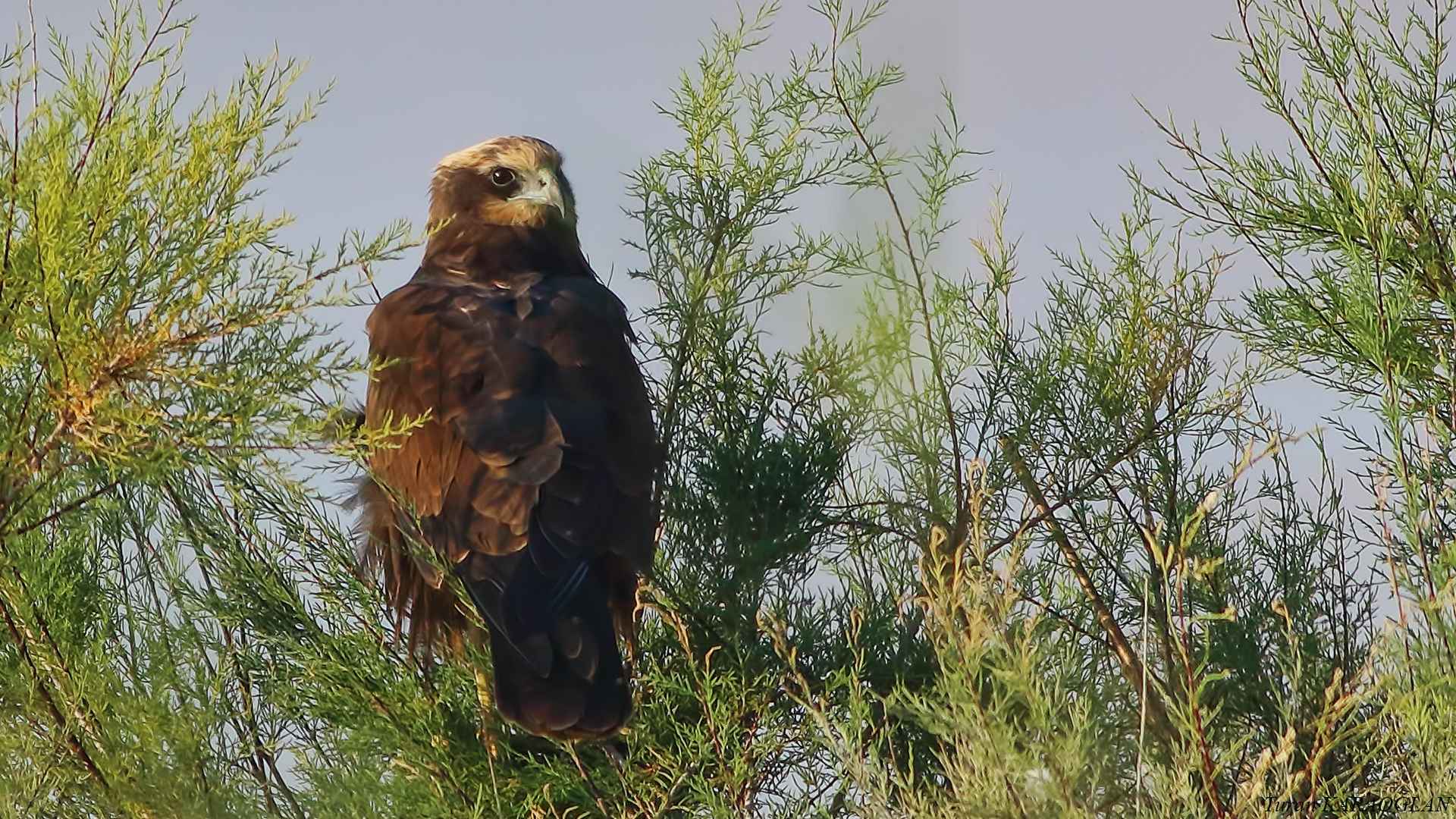 Eurasian Marsh-Harrier