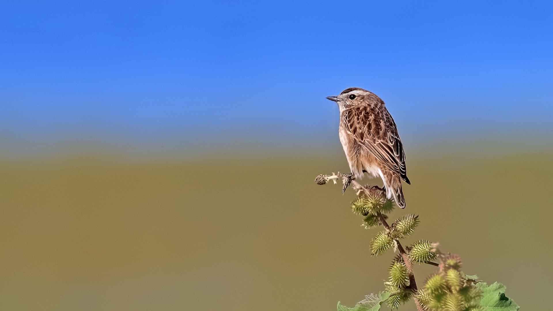 Whinchat
