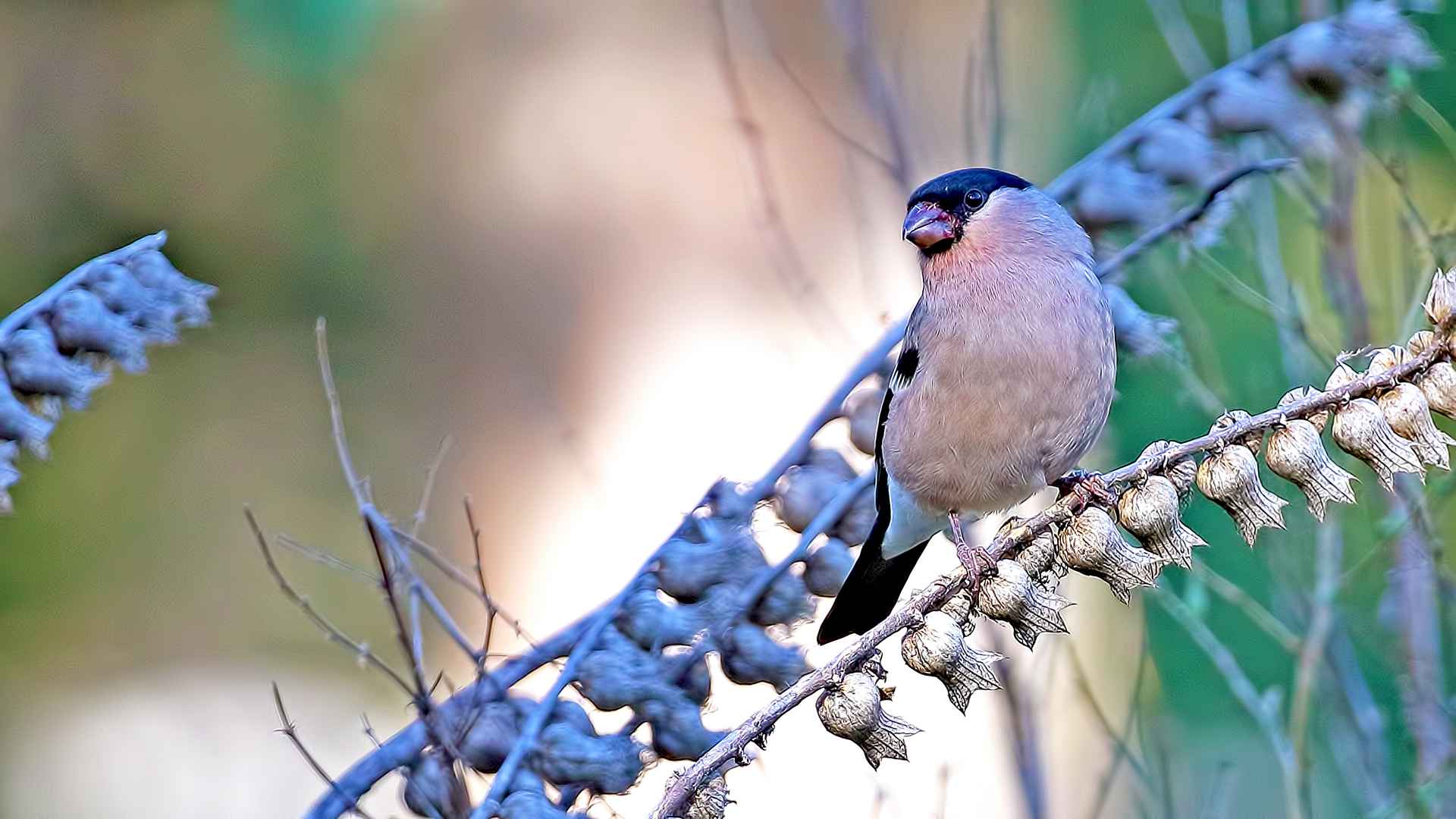 Eurasian Bullfinch