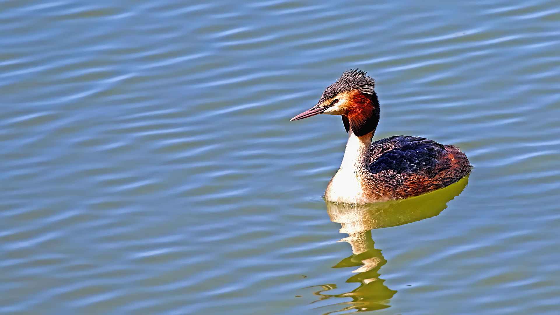 Great Crested Grebe