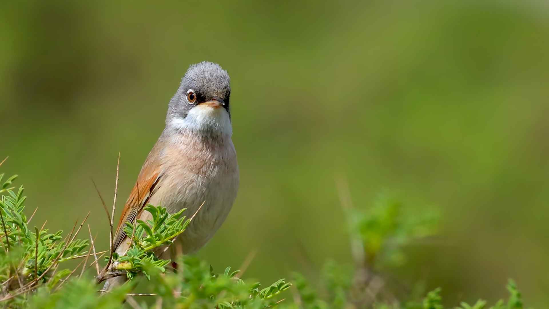 Spectacled Warbler