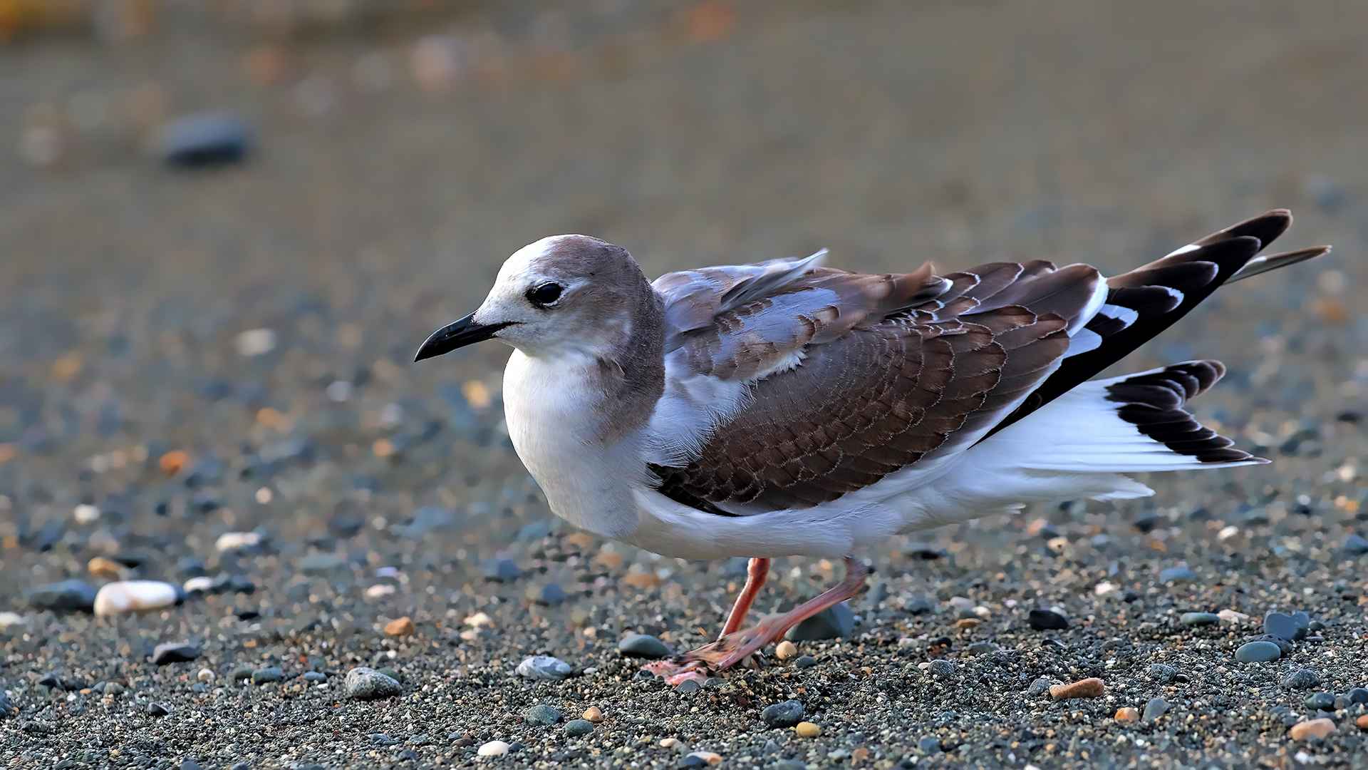 Sabine's Gull