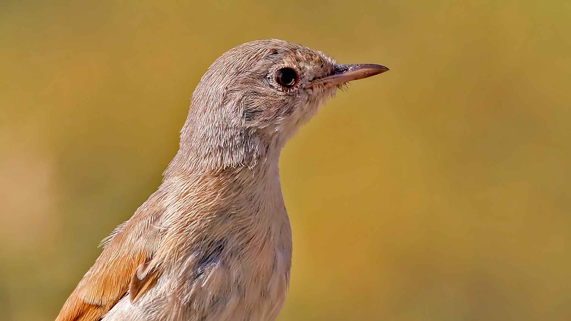 Spectacled Warbler