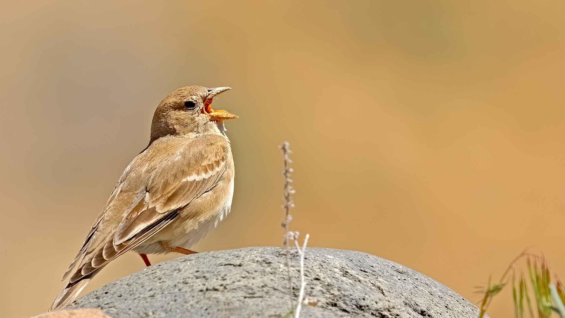 Pale Rockfinch