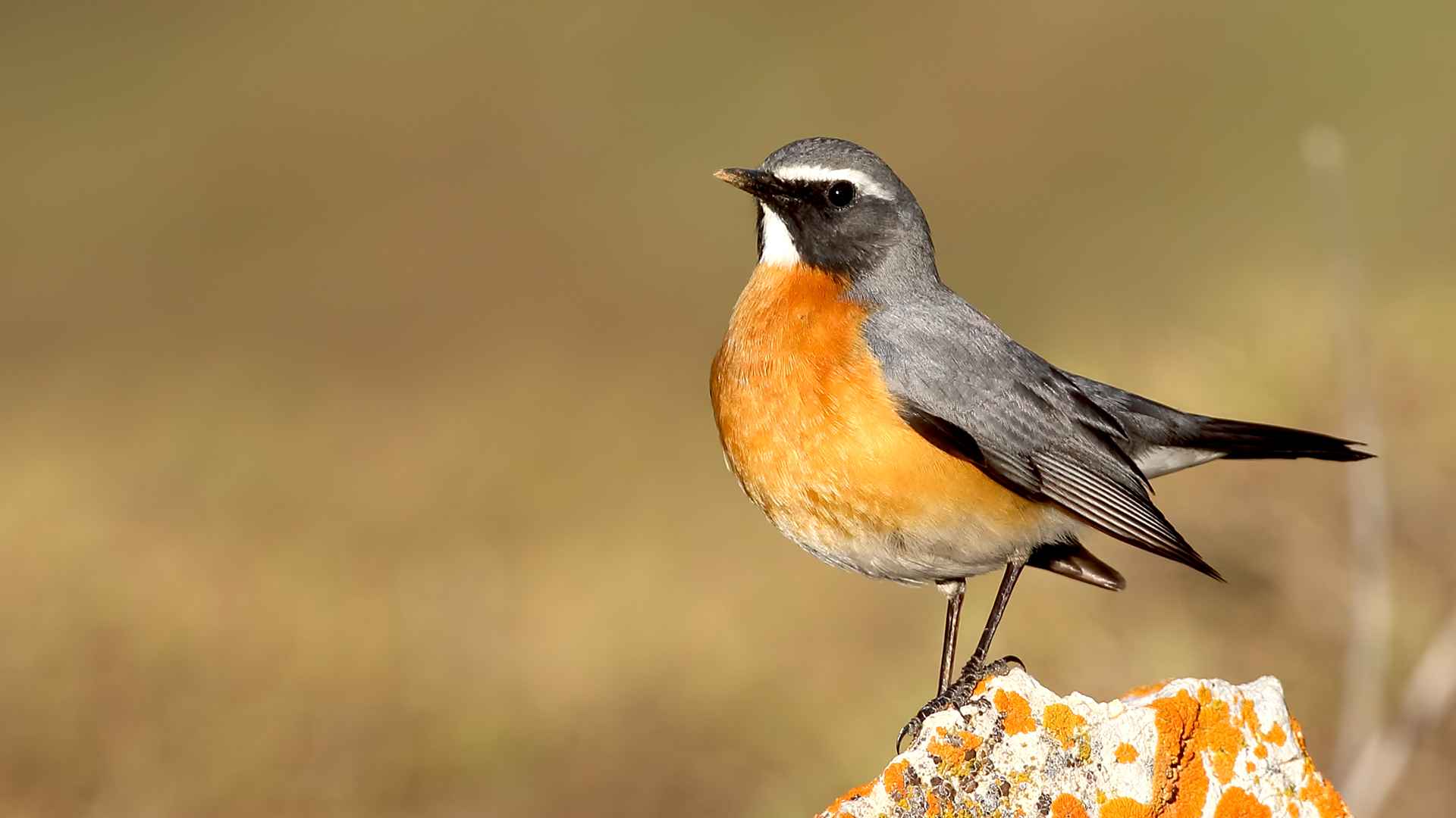 Taşbülbülü
