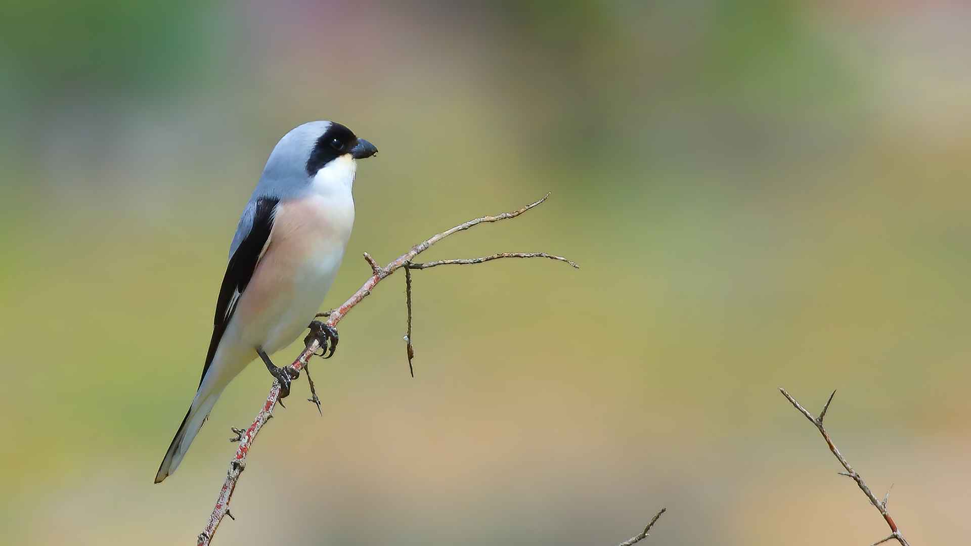 Lesser Gray Shrike