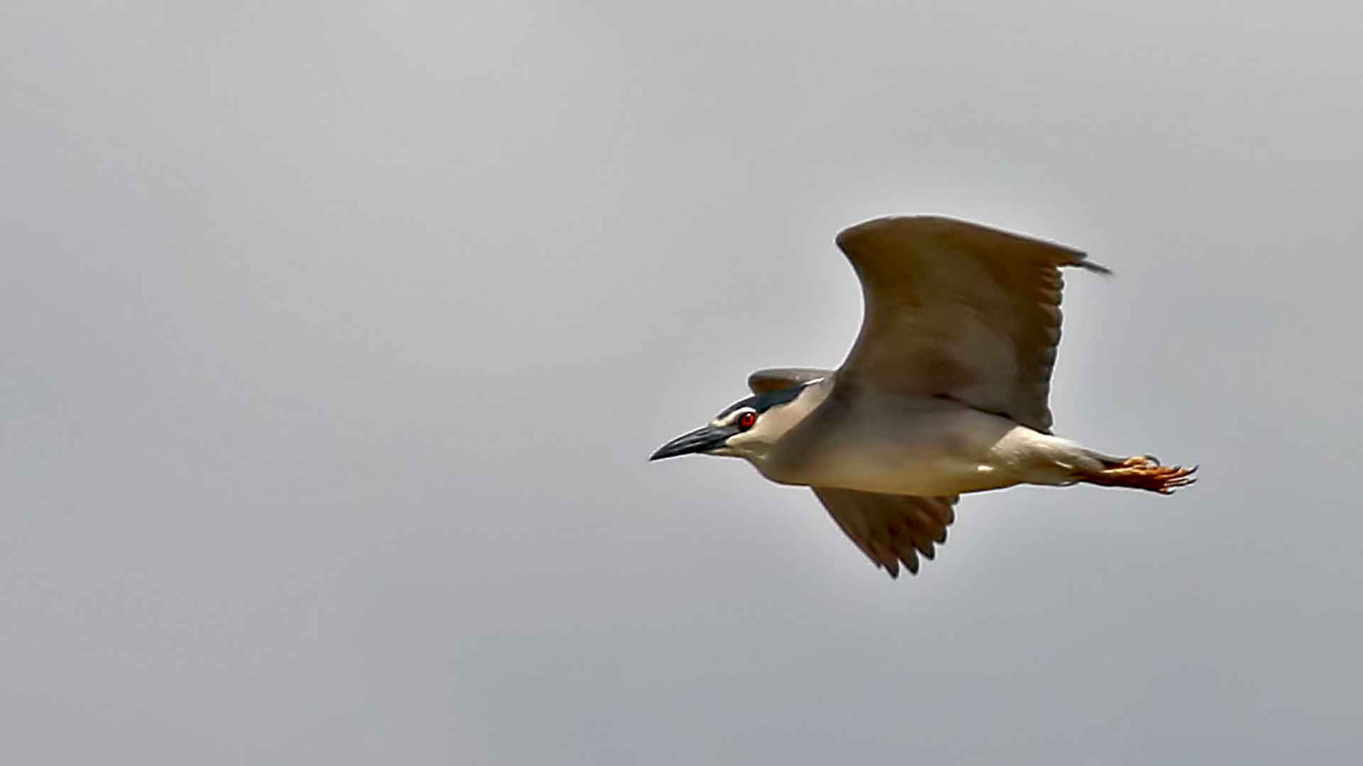 Black-crowned Night-Heron
