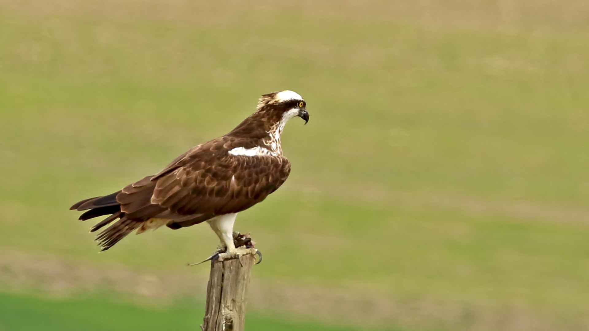 Balık kartalı
