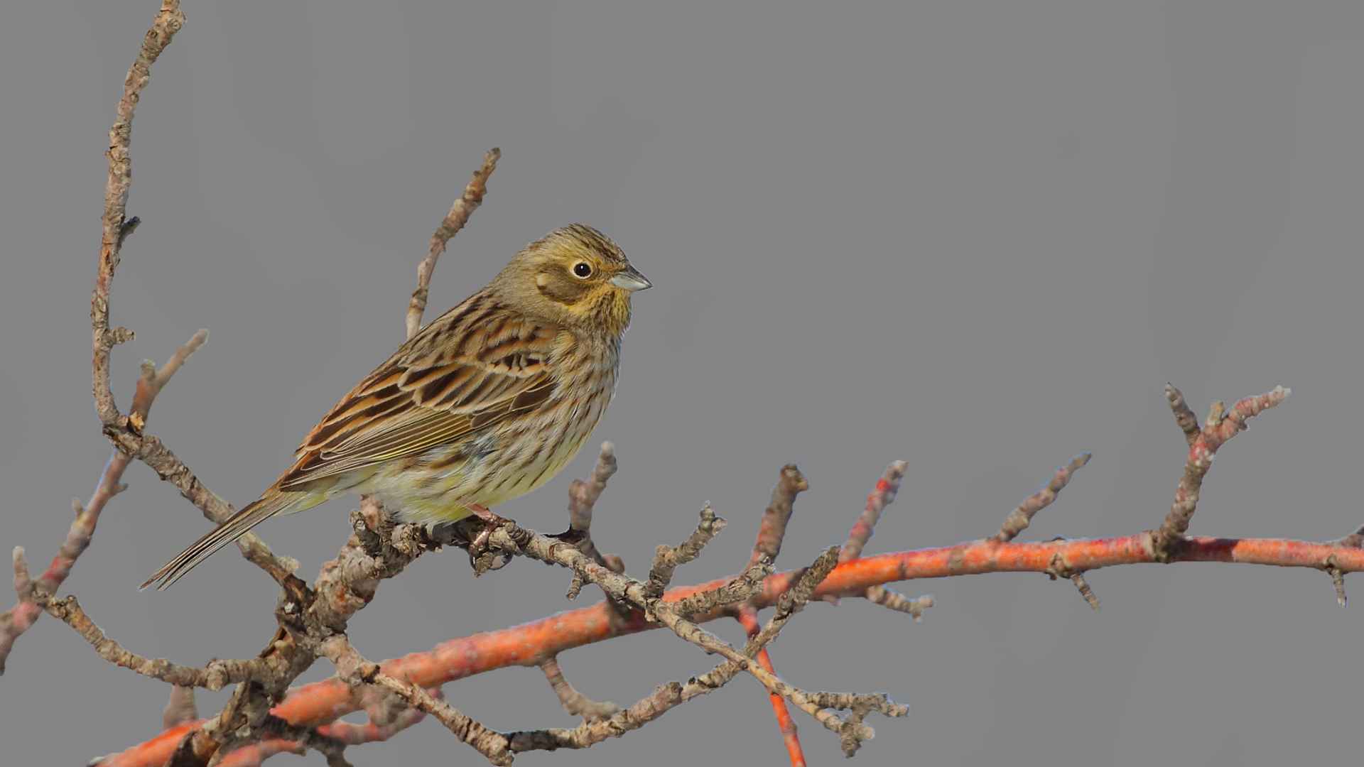 Yellowhammer