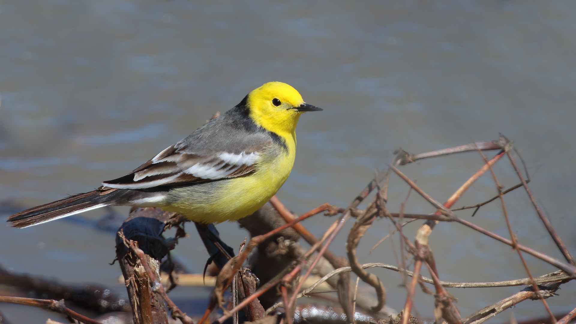Citrine Wagtail