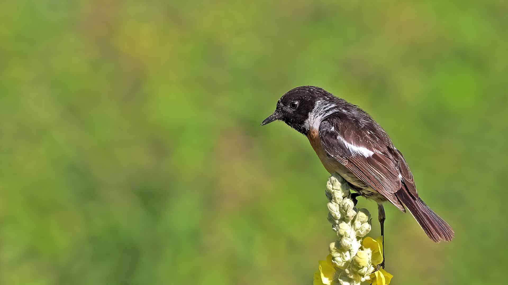European Stonechat