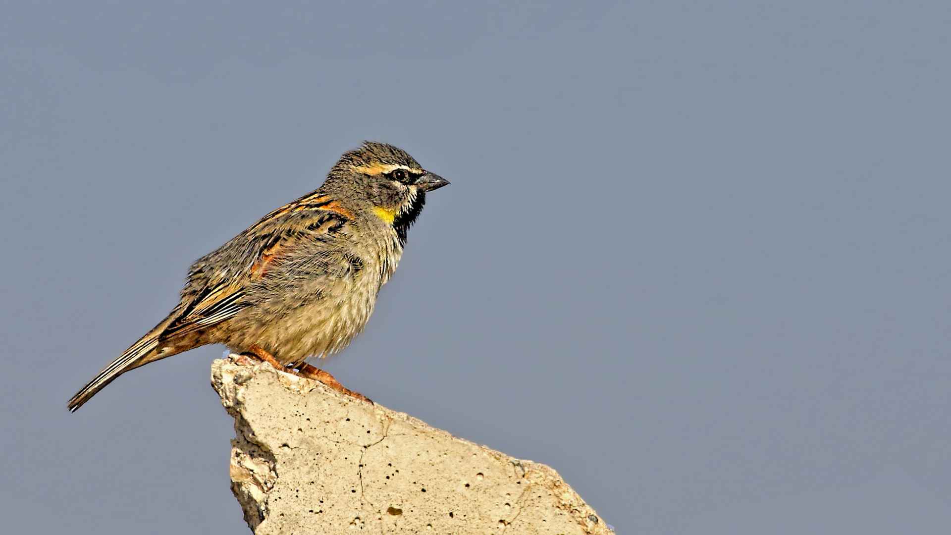 Dead Sea Sparrow