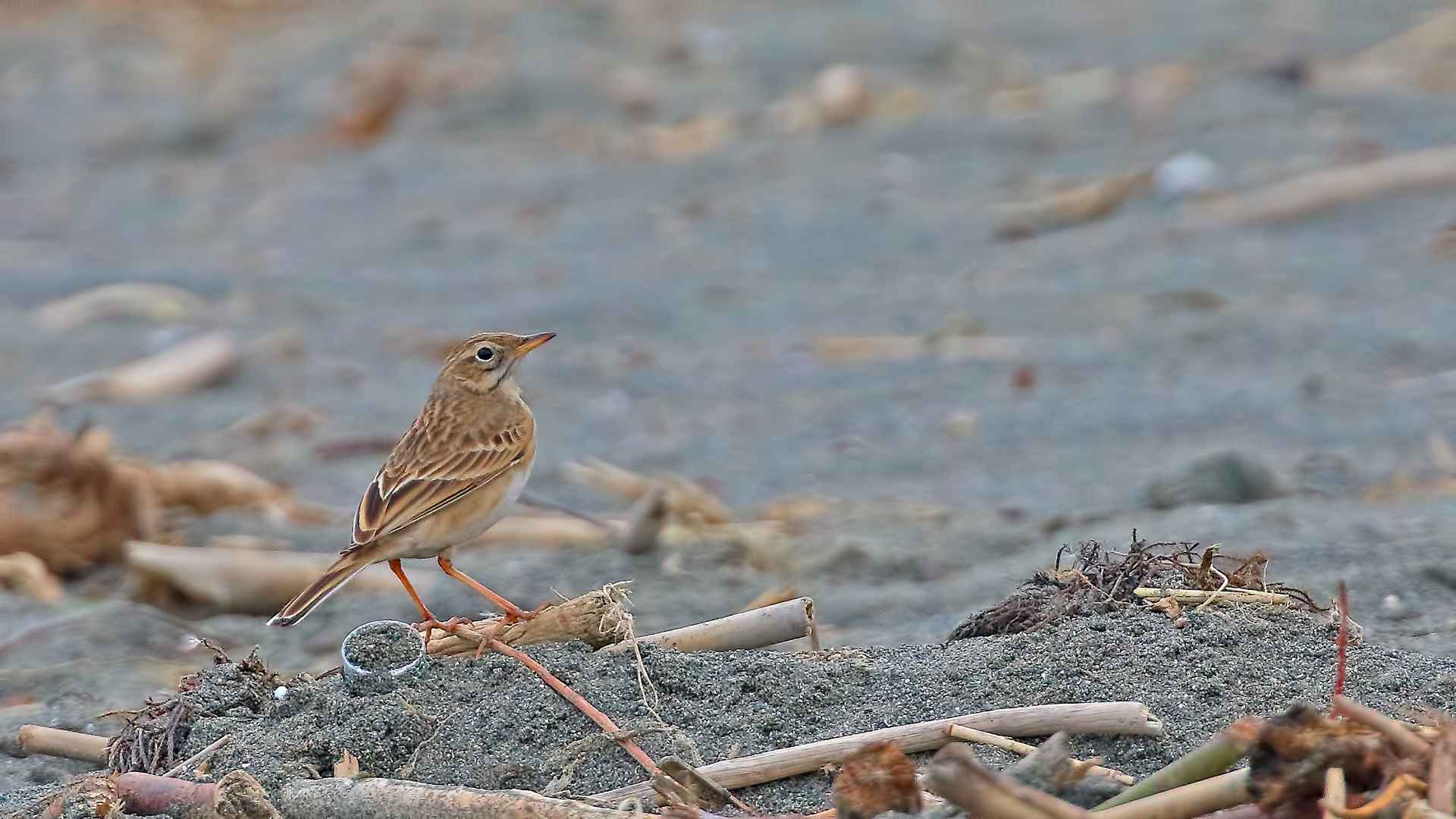 Richard's Pipit