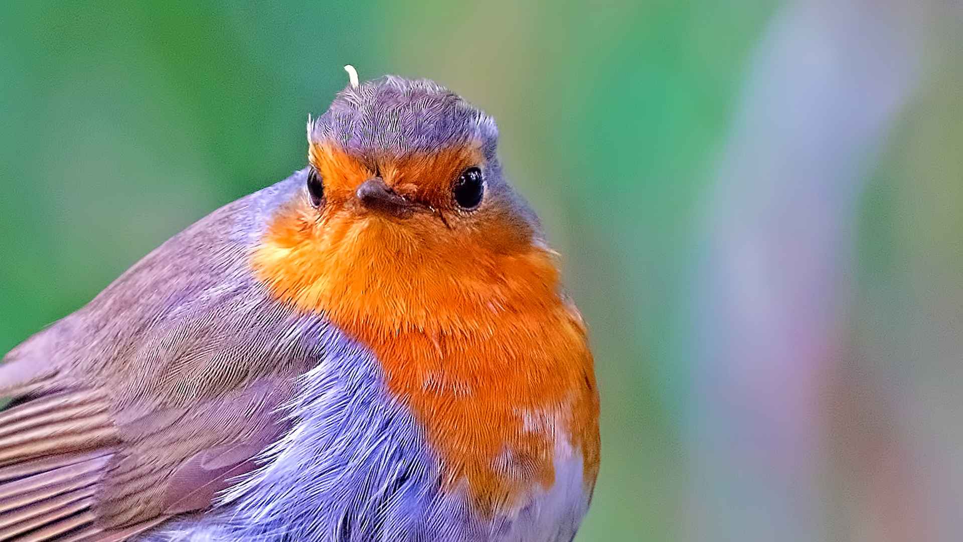 European Robin