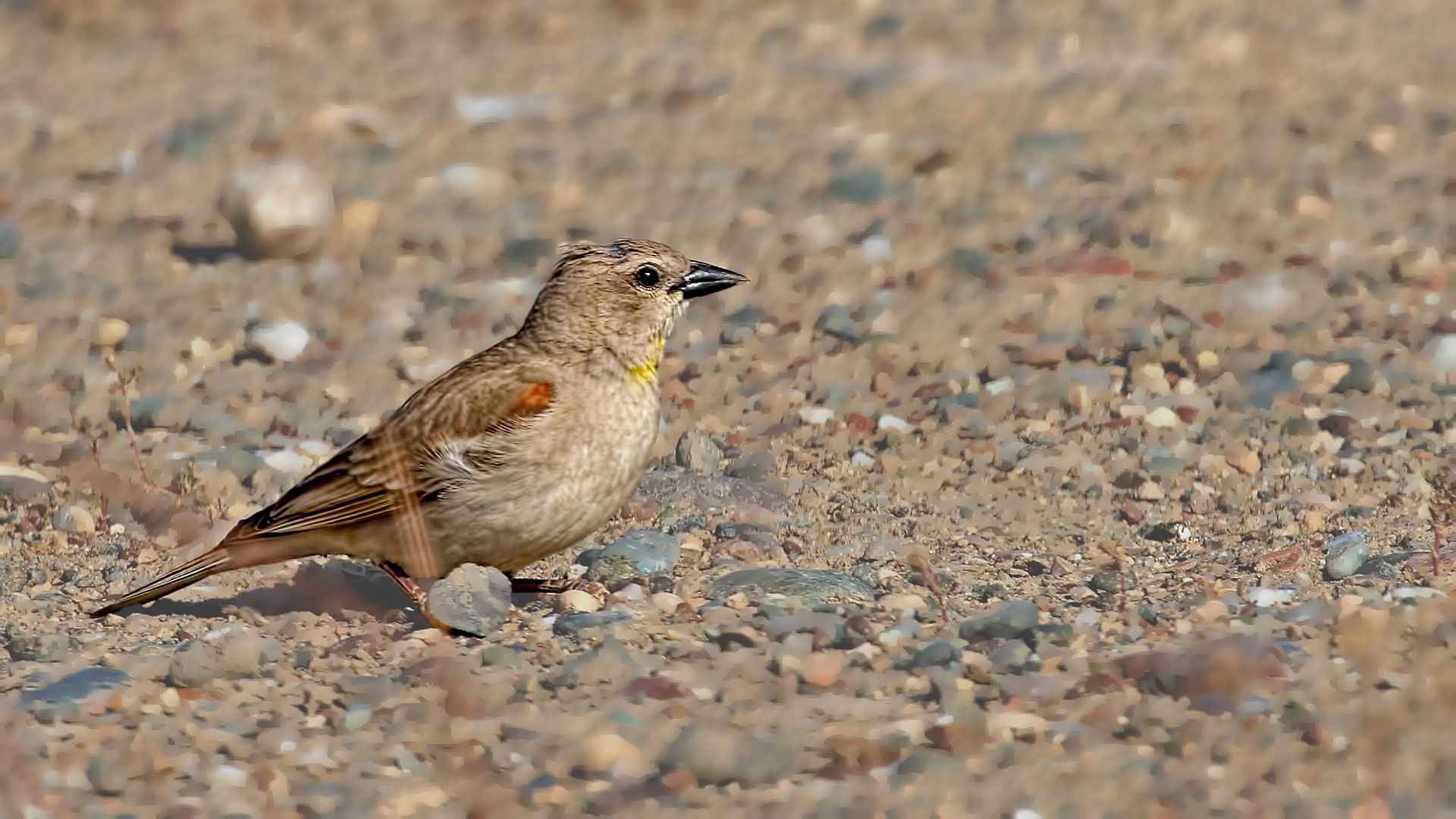 Yellow-throated Sparrow