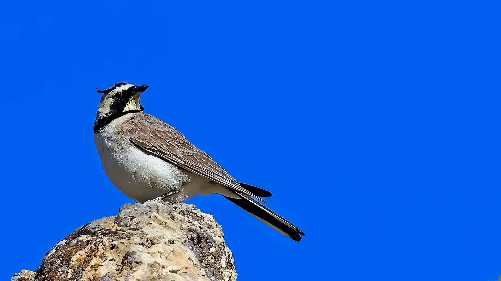 Horned Lark