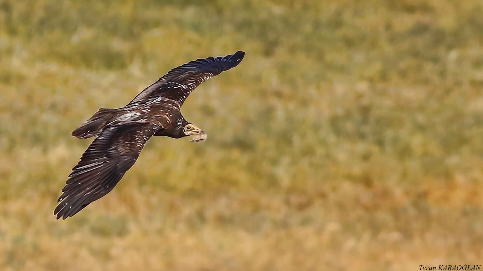 Egyptian Vulture