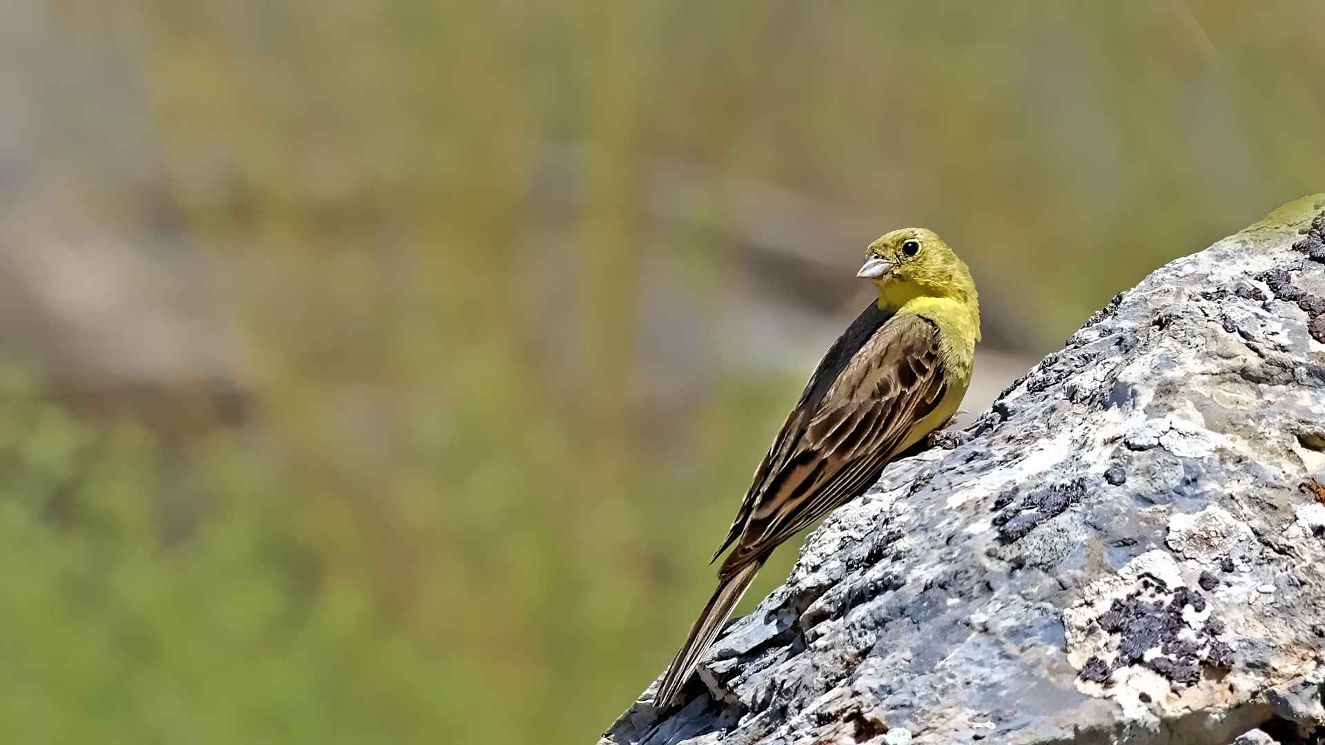Boz kirazkuşu