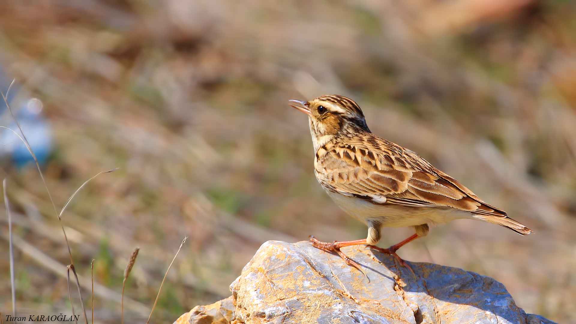 Wood Lark
