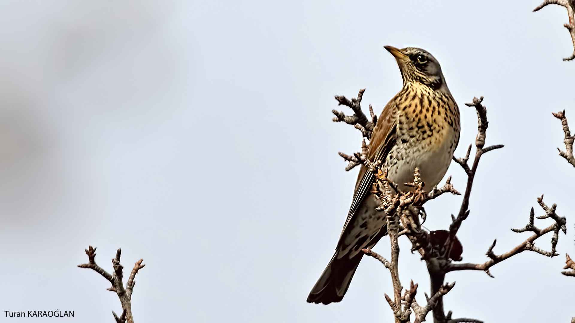 Fieldfare