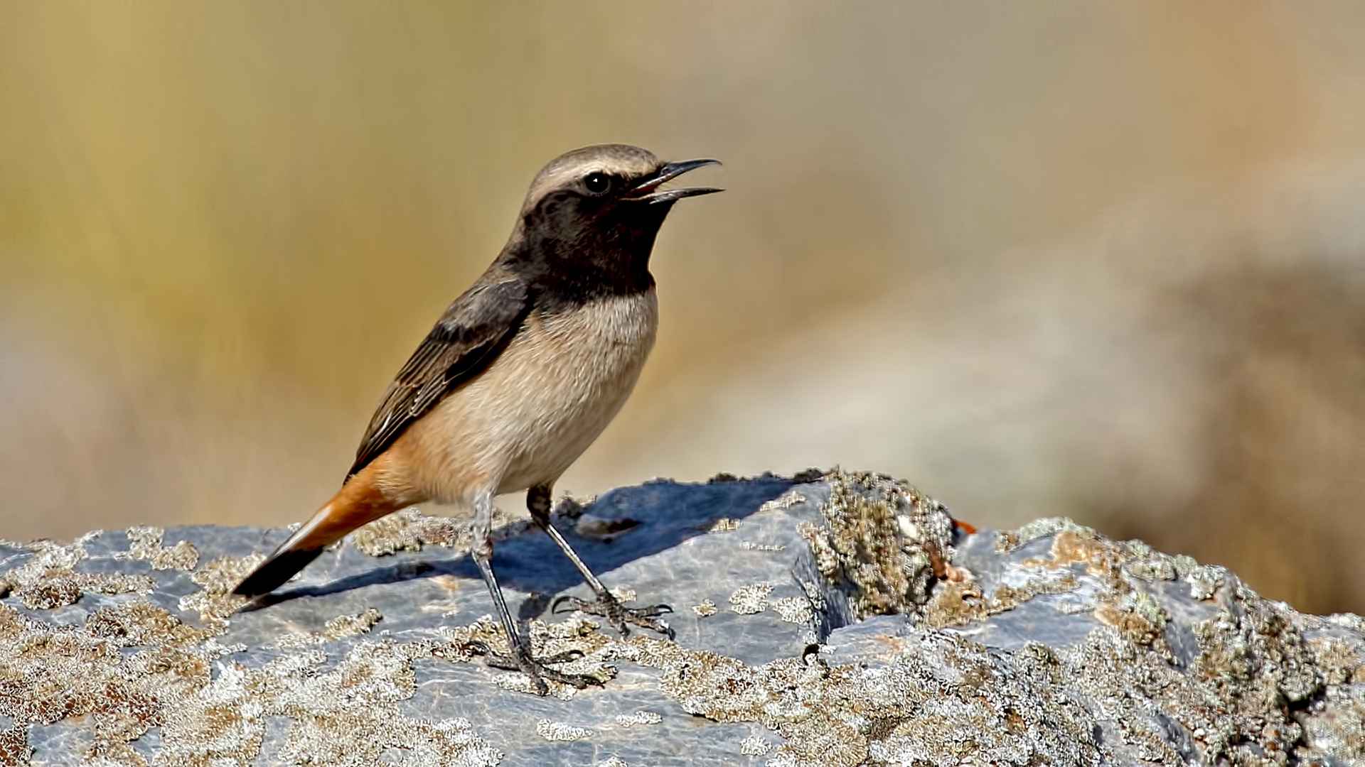 Kızılca kuyrukkakan